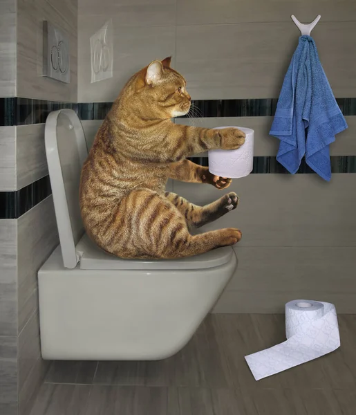 トイレタリー紙のロールを持つベージュの猫はバスルームの白いトイレのボウルに座っています — ストック写真