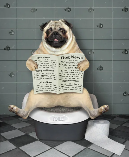 Gówniany Pies Siedzi Toalecie Czyta Gazetę Łazience — Zdjęcie stockowe