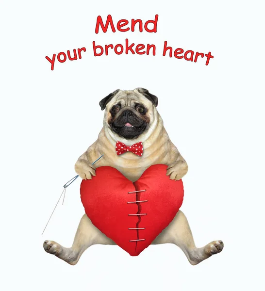 The pug dog in a bow tie with a needle and sewing thread is mending in a big red split heart. Mend your broken heart. White background. Isolated.