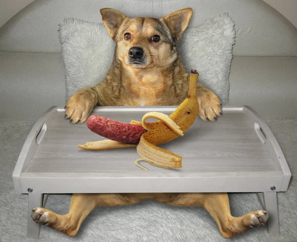 Beige Dog White Sofa Eating Sausage Banana Peel Wooden Bed — Stock Photo, Image