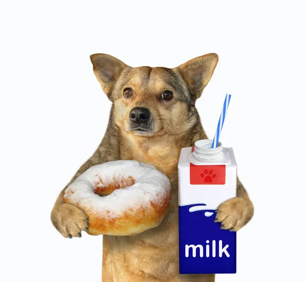 Бежевая Собака Держит Руках Сахарный Пончик Порошком Коробку Молока Питьевой — стоковое фото