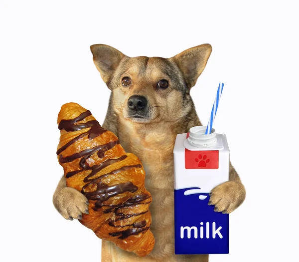 Der Beige Hund Hält Ein Croissant Und Einen Milchkarton Mit — Stockfoto