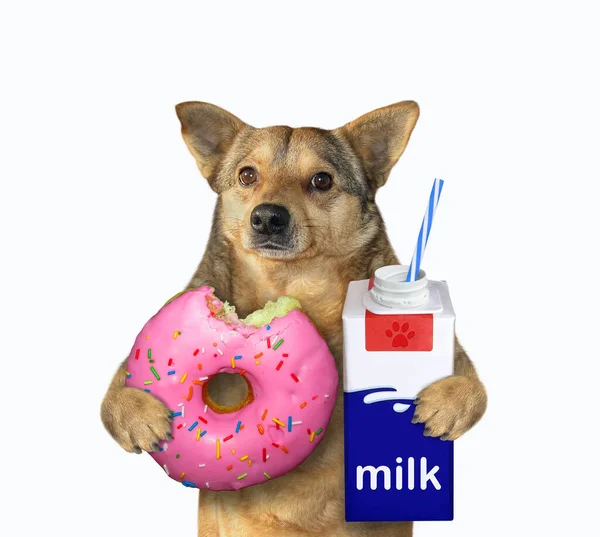 Cão Bege Está Segurando Donut Rosa Picado Uma Caixa Leite — Fotografia de Stock