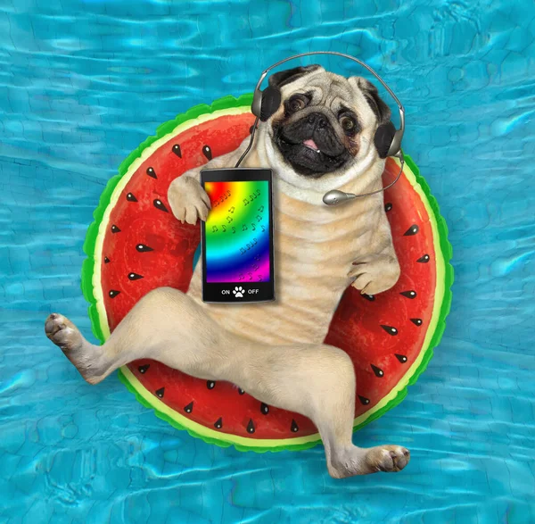 Собака Мопс Лежить Надувному Кавуні Слухає Музику Басейні Синій Водяний — стокове фото