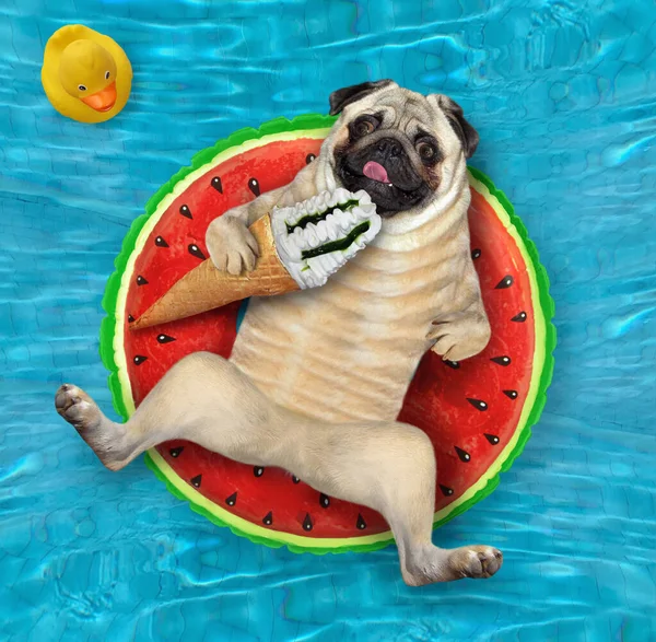 The pug dog is lying on an inflatable watermelon and eating a cone of fruit ice cream in a swimming pool. A yellow toy duck is next to him. Blue water background.