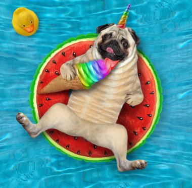Pug dog unicorn şişme bir karpuzun üzerinde yatıyor ve yüzme havuzunda gökkuşağı dondurması yiyor. Yanında sarı bir oyuncak ördek var. Mavi su arkaplanı.