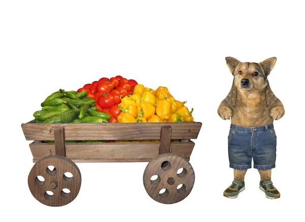 Bej Renkli Köpek Çiftçisi Taze Çiğ Sebzelerle Salatalıklar Domatesler Sarı — Stok fotoğraf