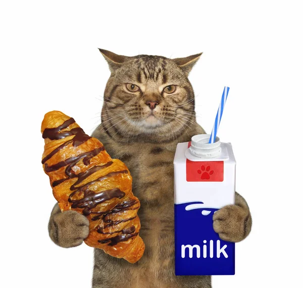 Gato Bege Está Segurando Croissant Uma Caixa Cartão Leite Com — Fotografia de Stock