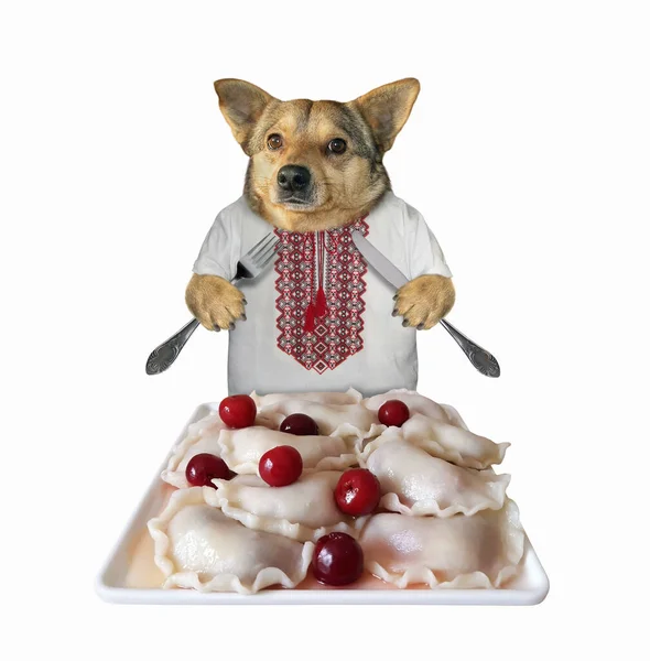 Beige Dog Patriot Ukrainian Traditional Shirt Knife Fork Eating Cherry — Stock Photo, Image