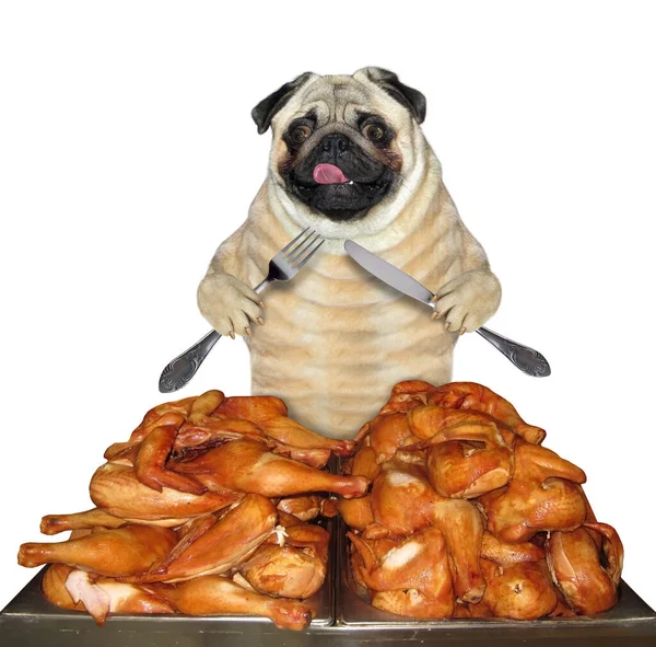 Pug Dog Knife Fork Eating Heap Grilled Chicken Legs White — Stock Photo, Image