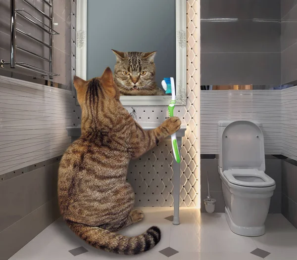 The beige cat with a toothbrush is brushing his teeth in the bathroom.