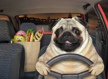Pug dog gece otoyolda kırmızı bir araba kullanıyor. Yanında yiyecek dolu bir kese kağıdı var..