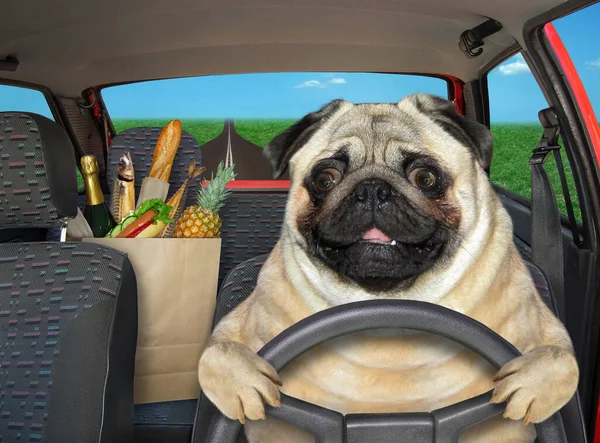The pug dog is driving a red car on the highway. A paper bag with food is next to him.