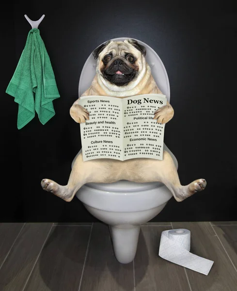 The pug dog is sitting on a white toilet bowl and reading a newspaper in the bathroom.
