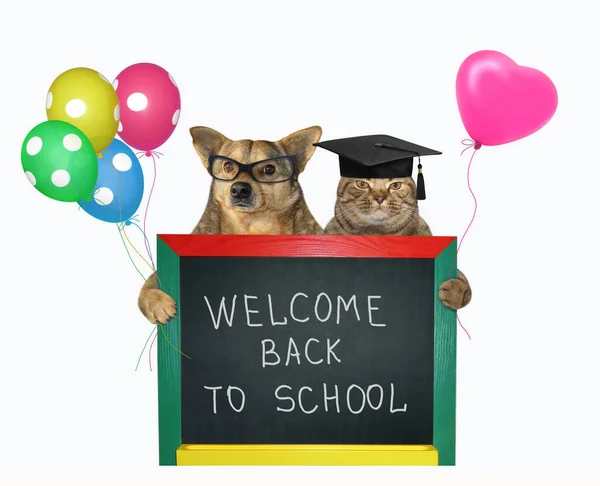 Beige Cat Square Academic Cap Dog Glasses Holding Colored Balloons — Stock Photo, Image