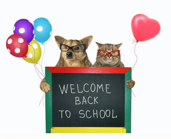 Beige Cat Glasses Dog Holding Colored Balloons Small Blackboard Lettering — Stock Photo, Image