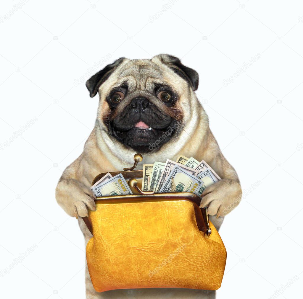 The pug dog in glasses is holding a big yellow leather purse full of dollars. White background. Isolated.