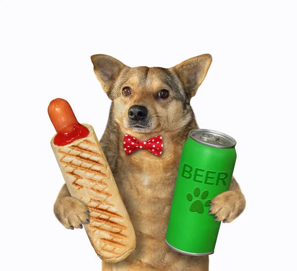 Beżowy Pies Muszce Francuskiego Hot Doga Pije Piwo Zielonej Puszki — Zdjęcie stockowe