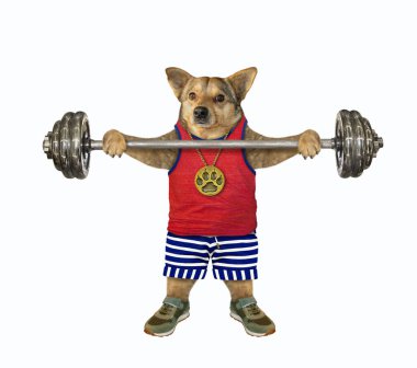 Altın pençeli kolyeli spor üniformalı bej köpek sporcusu halter kaldırıyor. Beyaz arka plan. İzole edilmiş.