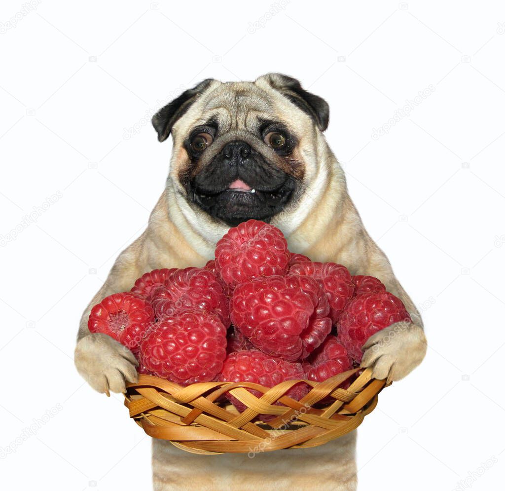 The pug dog is holding a wicker basket full of red ripe raspberries. White background. Isolated.