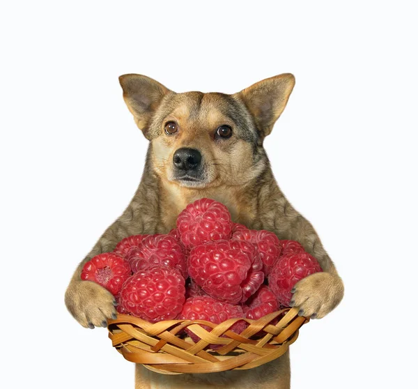 Chien Beige Tient Panier Osier Rempli Framboises Rouges Mûres Fond — Photo