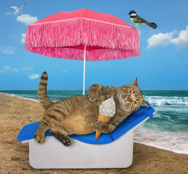 Die Beige Katze Liegt Auf Einer Strandliege Und Isst Unter — Stockfoto