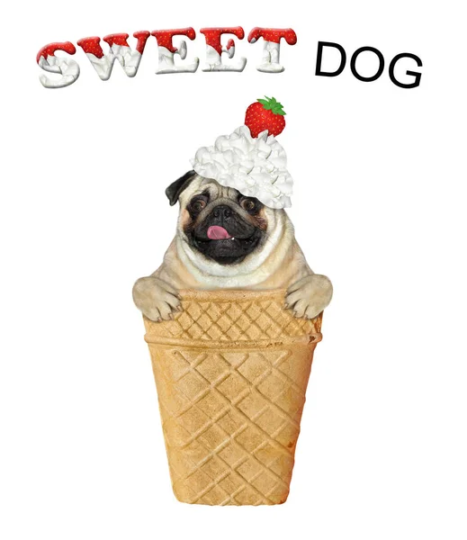 ホイップクリームとイチゴを頭に乗せたパグ犬は アイスクリーム用のワッフルカップの中にあります いい犬だ 白地だ — ストック写真