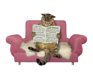 Bej kedi pembe bir kanepede oturuyor ve bir gazete okuyor. Beyaz arka plan. İzole edilmiş.