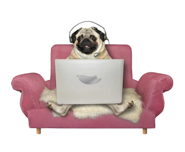 Pejsek Sluchátkách Sedí Růžové Pohovce Používá Stříbrný Laptop Bílé Pozadí — Stock fotografie