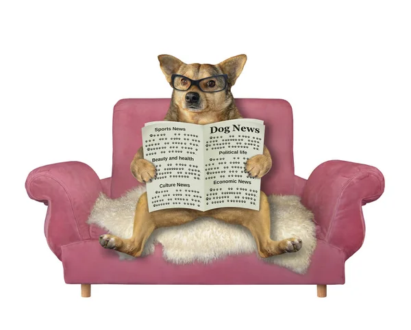 Perro Beige Gafas Está Sentado Sofá Rosa Leyendo Periódico Fondo — Foto de Stock