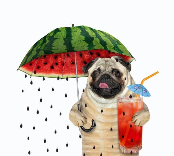 Pug Dog Glass Fresh Fruit Juice Walking Watermelon Umbrella White — Stock Photo, Image