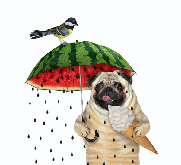 Der Mops Mit Einer Tüte Eis Geht Unter Einem Wassermelonenschirm — Stockfoto