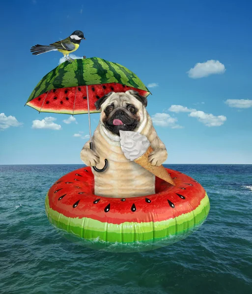 The pug dog with a  cone of ice cream is floating on an inflatable watermelon ring  under a umbrella in the sea at a resort. A bird is next to him.