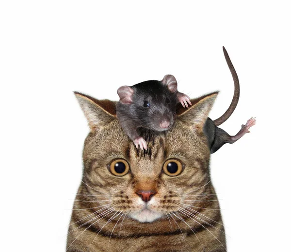 Cat feeds rat king with cheese Stock Photo by ©Iridi 311613576