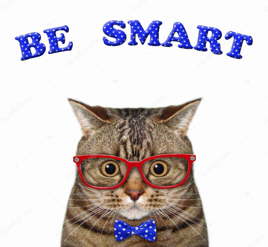The beige cat wears a blue bow tie and glasses. Be smart. White background. Isolated.