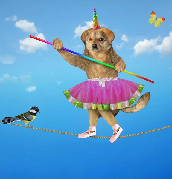 Μπεζ Σκυλί Μονόκερος Ακροβάτης Ρούχα Χορευτή Μπαλέτου Ένα Κοντάρι Περπατά — Φωτογραφία Αρχείου