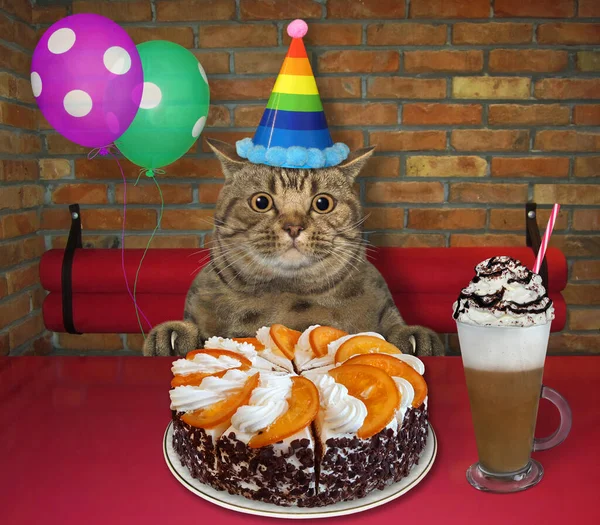 Gato Ojos Grandes Beige Sombrero Fiesta Con Globos Multicolores Está — Foto de Stock