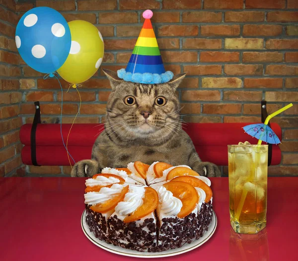 The beige big eyed cat in a party hat with multi colored balloons is eating a holiday orange cake and drinking juice with ice at a table in a restaurant.