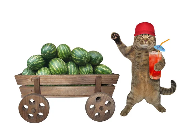 米色猫农场主站在一辆装满成熟西瓜的旧马车旁边 他戴着一顶红帽子 喝着一杯新鲜的果汁 白色背景 被隔离了 — 图库照片