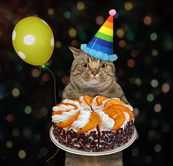 Den Beige Storögde Katten Partyhatt Med Gul Ballong Håller Semesterapelsintårta — Stockfoto