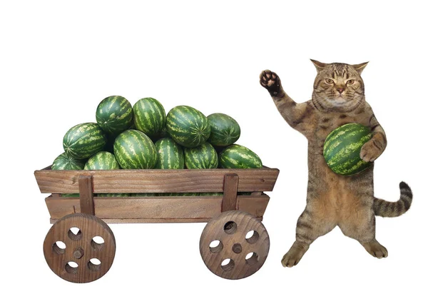 Béžový Kočičí Farmář Stojí Starého Koňského Dřevěného Vozíku Plného Zralých — Stock fotografie