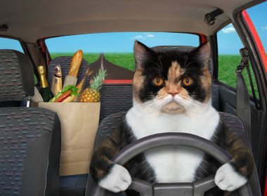 Çok renkli kedi otoyolda kırmızı bir araba kullanıyor. Yanında yiyecek dolu bir kese kağıdı var..