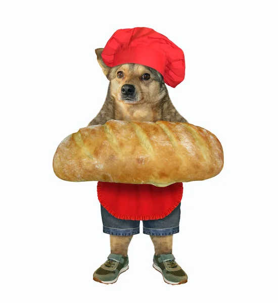 Beige Dog Baker Red Chef Hat Apron Holding Big Loaf — Stock Photo, Image