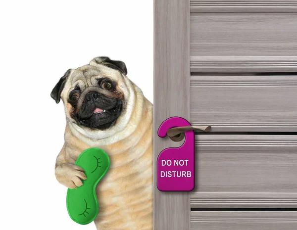 The pug dog with a green sleep mask closes the door of his hotel room.  A purple sign with text do not disturb is hanging on a doorknob. White background. Isolated.