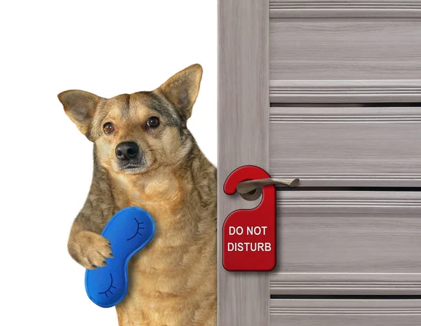 Beżowy Pies Niebieskiej Masce Zamyka Drzwi Swojego Pokoju Hotelowego Czerwony — Zdjęcie stockowe
