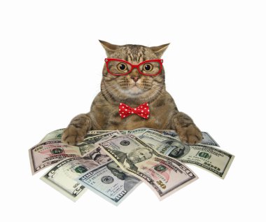 Kırmızı papyonlu ve gözlüklü bej renkli büyük gözlü kedi dolar yığınının yanında oturuyor. Beyaz arka plan. İzole edilmiş.