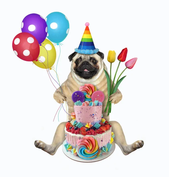 Pug Hond Een Verjaardagshoed Met Gekleurde Ballonnen Bloemen Zit Naast — Stockfoto