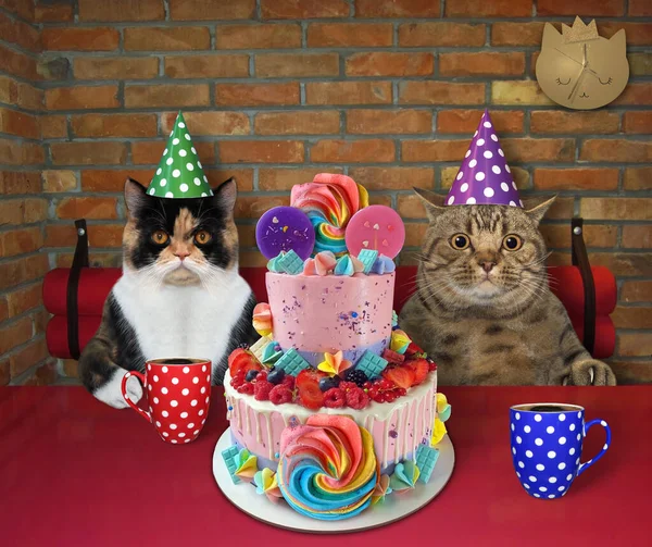 The couple of cat in party hats are eating a holiday two tiered cake and drinking black coffee at a table in a restaurant.