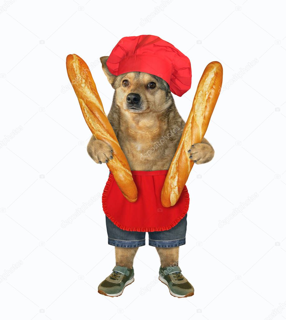 The beige dog baker in a red chef hat and apron is holding two loaf of  french bread. White background. Isolated.