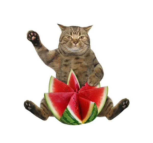 Den Beige Katten Sitter Med Vattenmelon Snidad Form Blomma Vit — Stockfoto